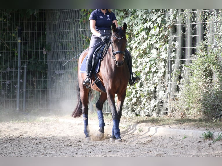 Oldenbourg Jument 10 Ans 161 cm Bai in Rastatt