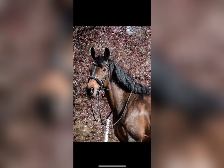 Oldenbourg Jument 10 Ans 161 cm Bai in Rastatt