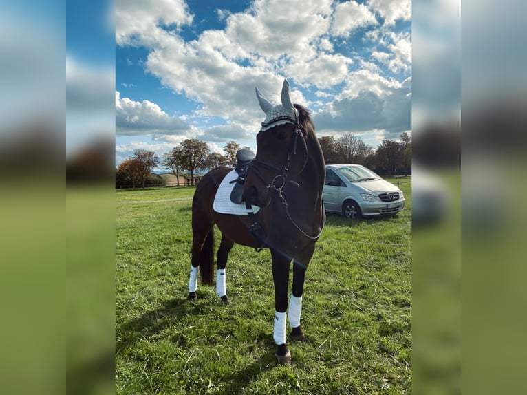 Oldenbourg Jument 10 Ans 161 cm Bai in Rastatt