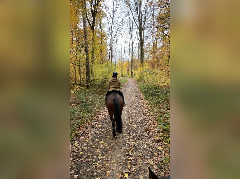 Oldenbourg Jument 10 Ans 161 cm Bai in Rastatt