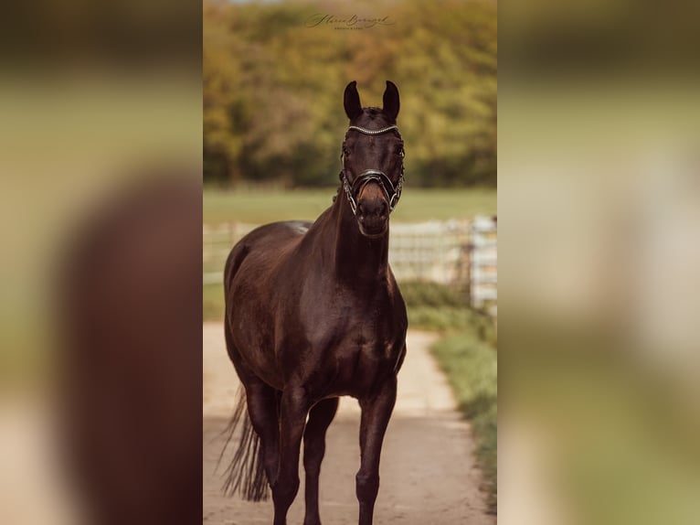 Oldenbourg Jument 10 Ans 162 cm Bai brun foncé in Ro&#xDF;dorf
