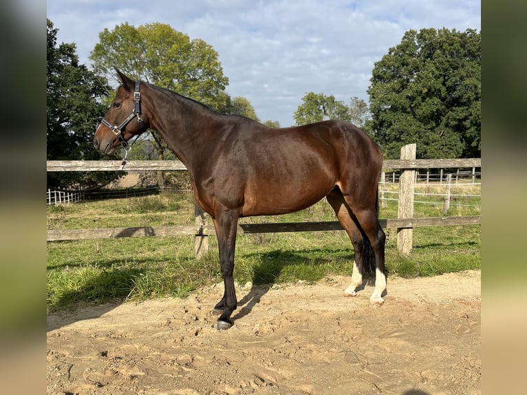 Oldenbourg Jument 10 Ans 163 cm Bai in Kalletal