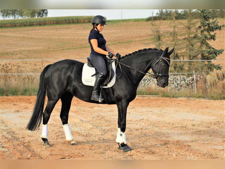 Oldenbourg Jument 10 Ans 163 cm Noir in Roßdorf bei Darmstadt