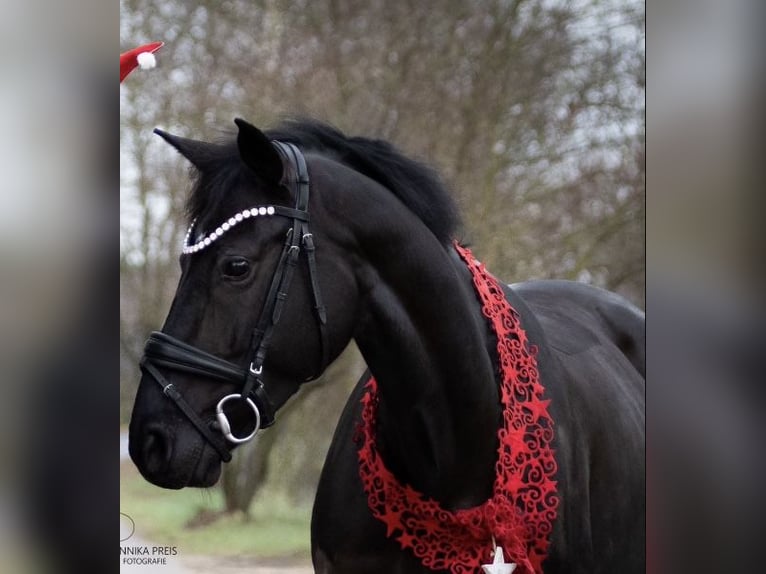 Oldenbourg Jument 10 Ans 163 cm Noir in Roßdorf bei Darmstadt