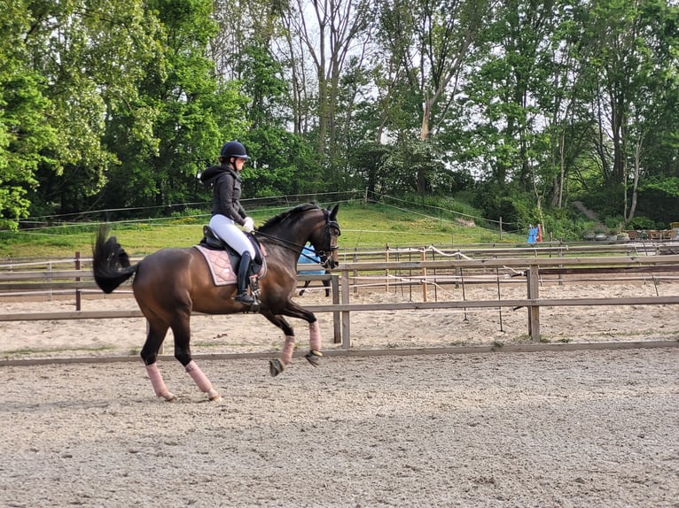 Oldenbourg Jument 10 Ans 164 cm Bai in Hoofddorp