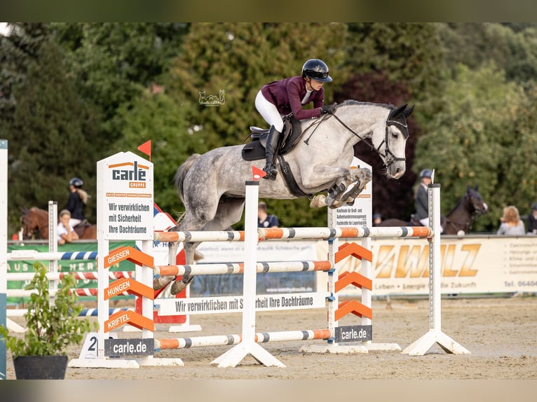 Oldenbourg Jument 10 Ans 164 cm Gris in Wetter