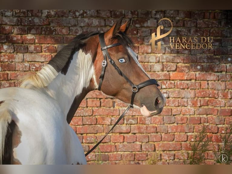 Oldenbourg Jument 10 Ans 164 cm Tobiano-toutes couleurs in Marly-sous-Issy