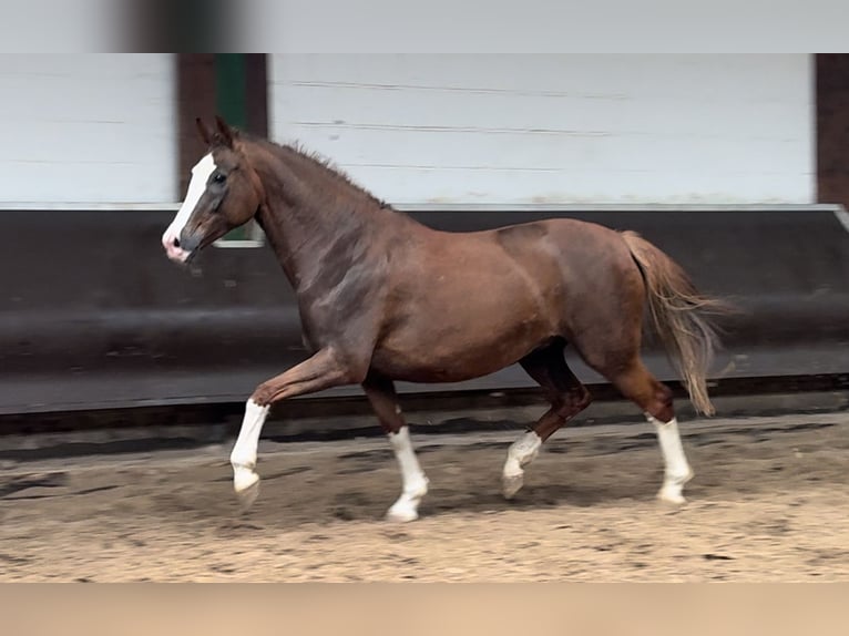 Oldenbourg Jument 10 Ans 165 cm Alezan brûlé in Bramsche