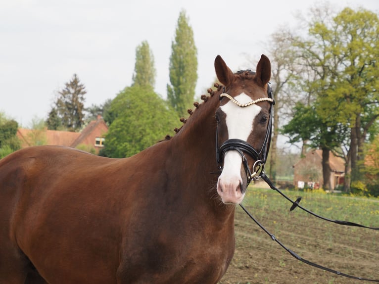 Oldenbourg Jument 10 Ans 165 cm Alezan brûlé in Bramsche