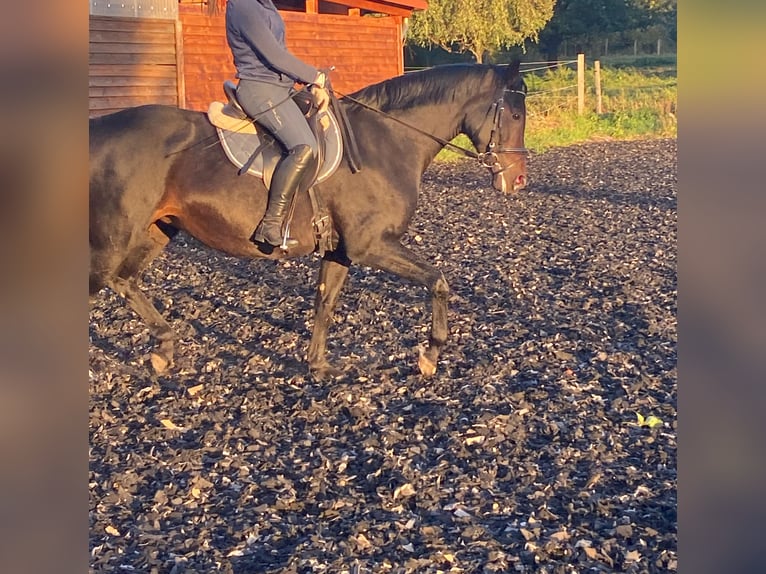 Oldenbourg Jument 10 Ans 165 cm Bai brun in Fehrbellin Protzen