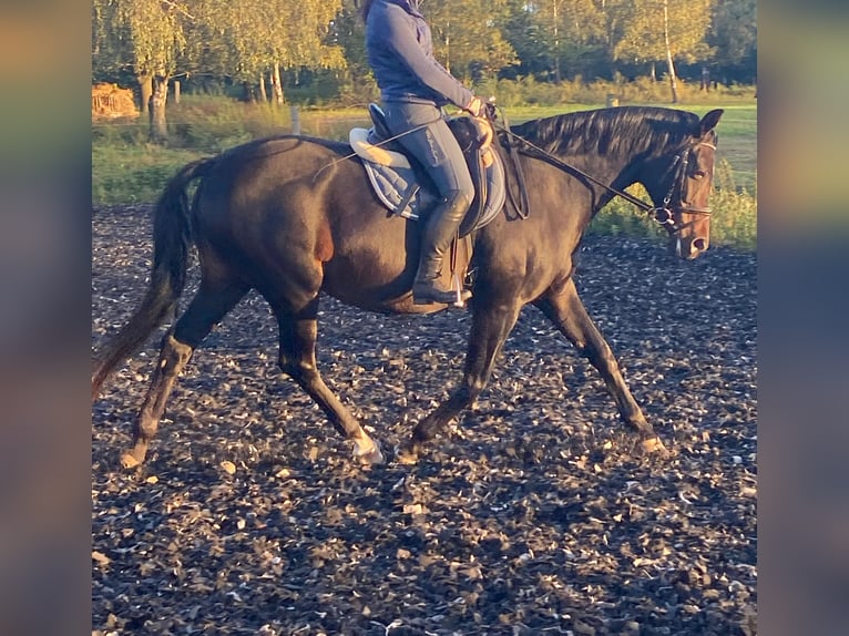 Oldenbourg Jument 10 Ans 165 cm Bai brun in Fehrbellin Protzen