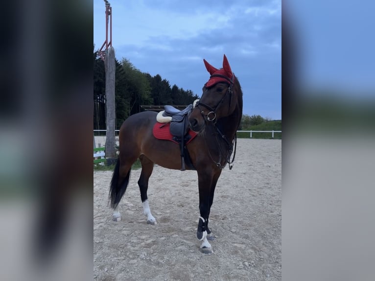 Oldenbourg Jument 10 Ans 165 cm Bai brun in St. Pölten