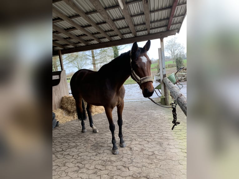 Oldenbourg Jument 10 Ans 165 cm Bai in Gottesgabe
