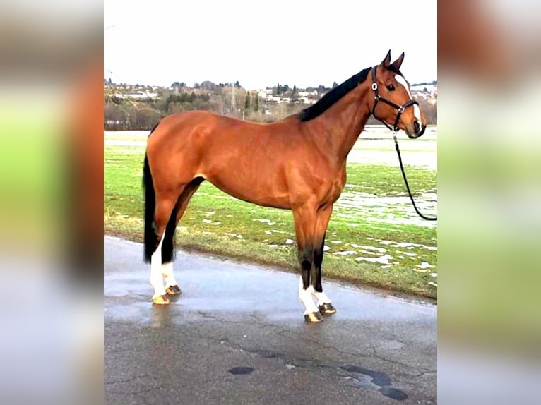 Oldenbourg Jument 10 Ans 165 cm Bai in Talheim