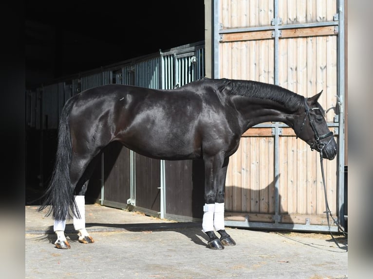Oldenbourg Jument 10 Ans 165 cm Noir in Geilenkirchen