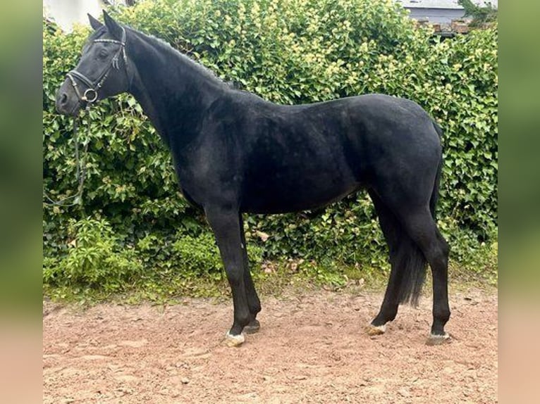 Oldenbourg Jument 10 Ans 165 cm Noir in Sonnefeld