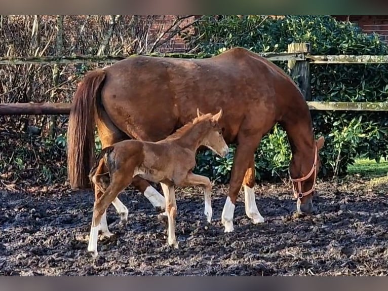 Oldenbourg Jument 10 Ans 166 cm Alezan in Wittmund