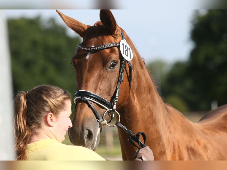 Oldenbourg Jument 10 Ans 166 cm Alezan in Wittmund