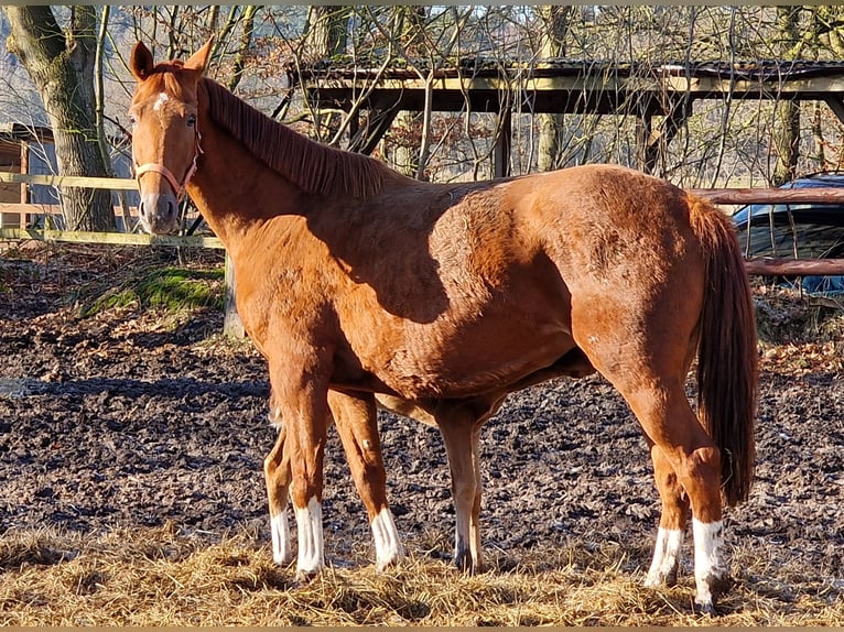 Oldenbourg Jument 10 Ans 166 cm Alezan in Wittmund