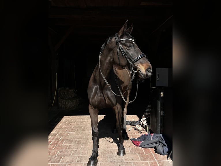 Oldenbourg Jument 10 Ans 166 cm Bai brun in Ochtrup