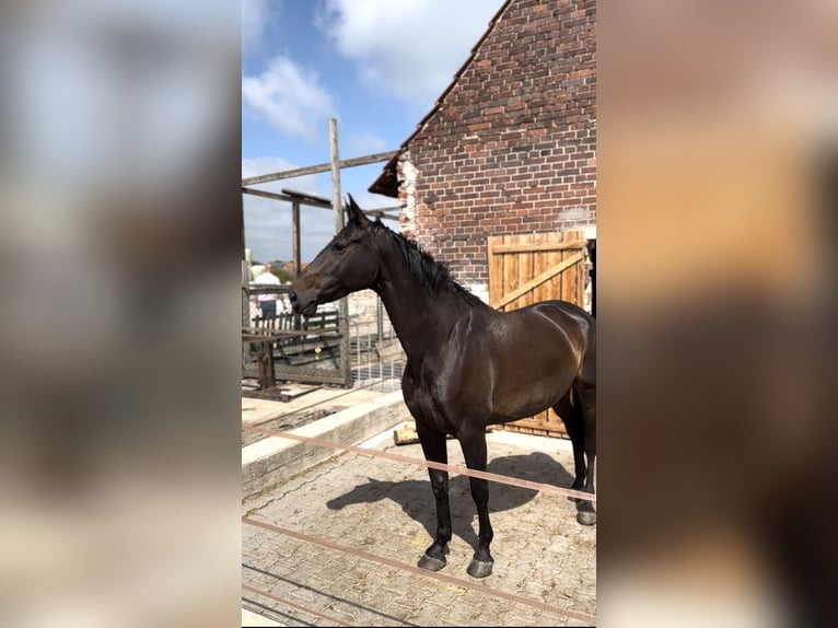 Oldenbourg Jument 10 Ans 166 cm Bai brun in Ochtrup