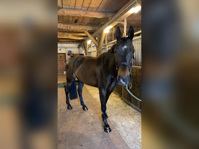 Oldenbourg Jument 10 Ans 166 cm Bai brun in Ochtrup