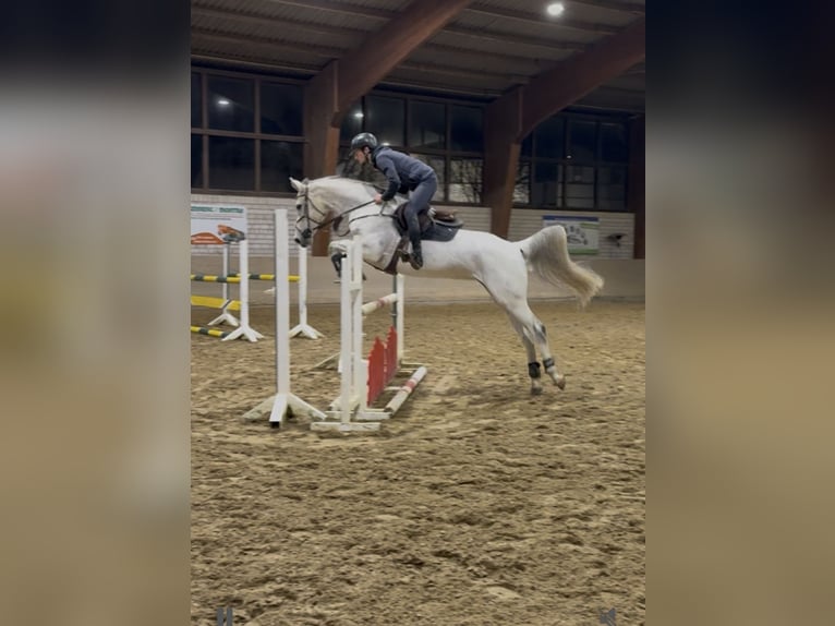 Oldenbourg Jument 10 Ans 166 cm Gris in Bergkamen