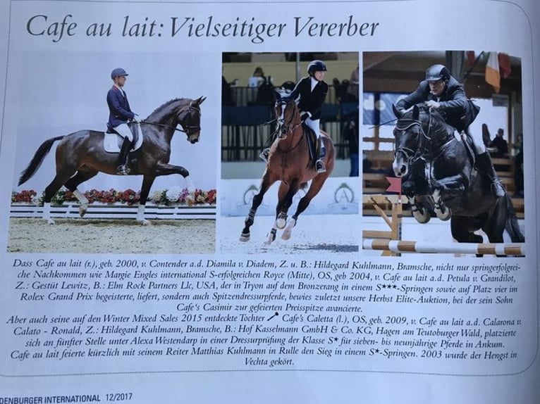 Oldenbourg Jument 10 Ans 167 cm Alezan in Bramsche