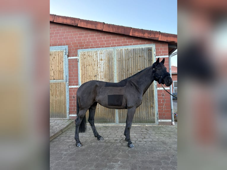 Oldenbourg Jument 10 Ans 167 cm Noir in Hannover