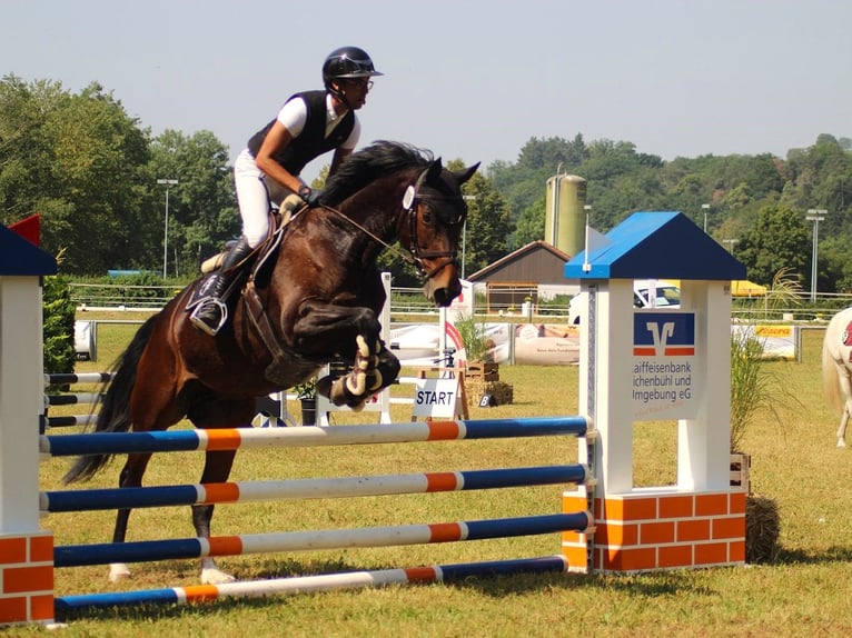 Oldenbourg Jument 10 Ans 168 cm Bai brun in Großrinderfeld