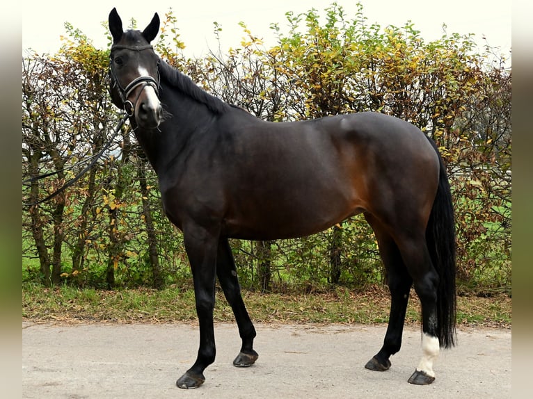 Oldenbourg Jument 10 Ans 168 cm Bai brun in Karlsfeld