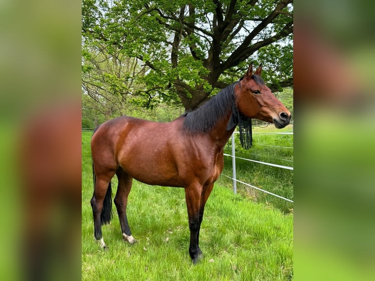 Oldenbourg Jument 10 Ans 168 cm Bai in Alfhausen