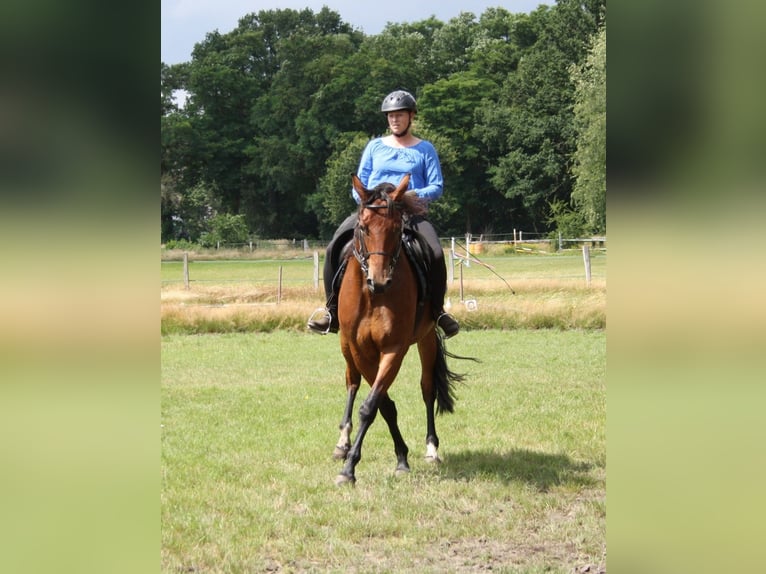 Oldenbourg Jument 10 Ans 168 cm Bai in Alfhausen