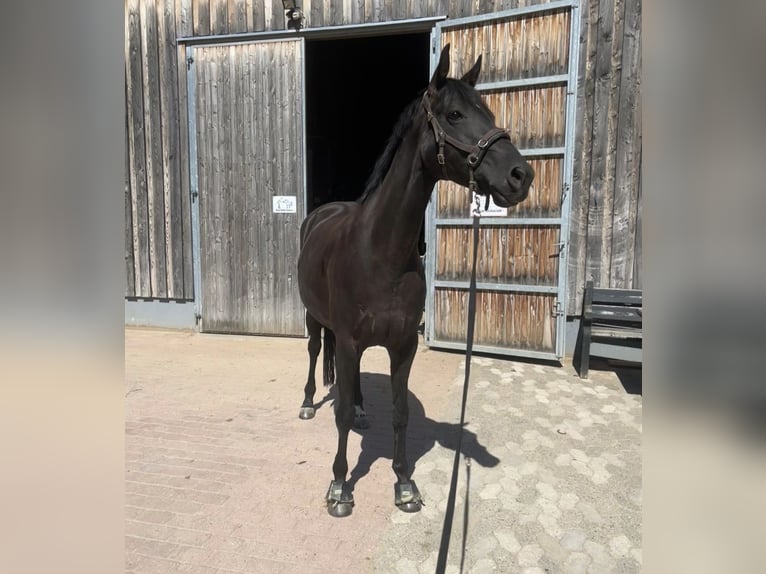 Oldenbourg Jument 10 Ans 168 cm Noir in Lennestadt