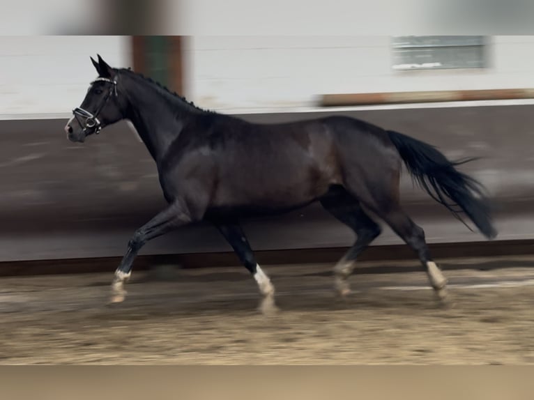 Oldenbourg Jument 10 Ans 168 cm Noir in Bramsche