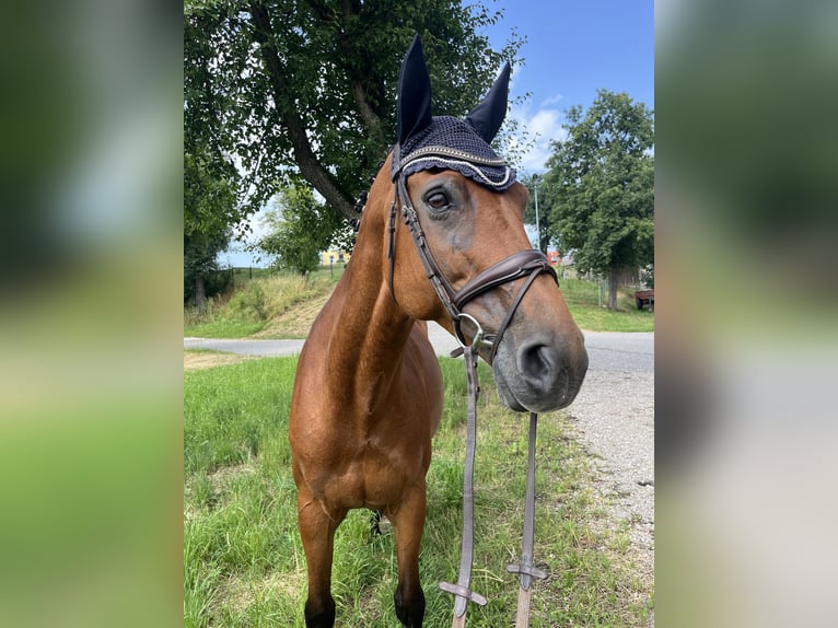 Oldenbourg Jument 10 Ans 169 cm Bai in Schlatt/Herrensch&#xFC;tzing
