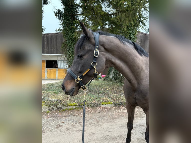 Oldenbourg Jument 10 Ans 170 cm Bai brun foncé in Schaffhausen