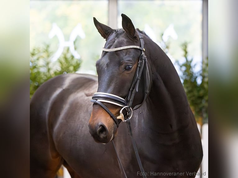 Oldenbourg Jument 10 Ans 170 cm Bai in Verden (Aller)