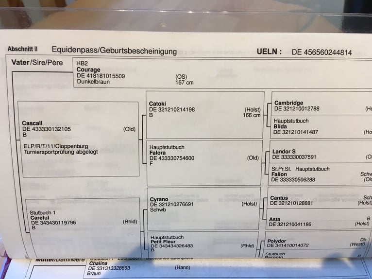 Oldenbourg Jument 10 Ans 170 cm Bai in Rohrsheim