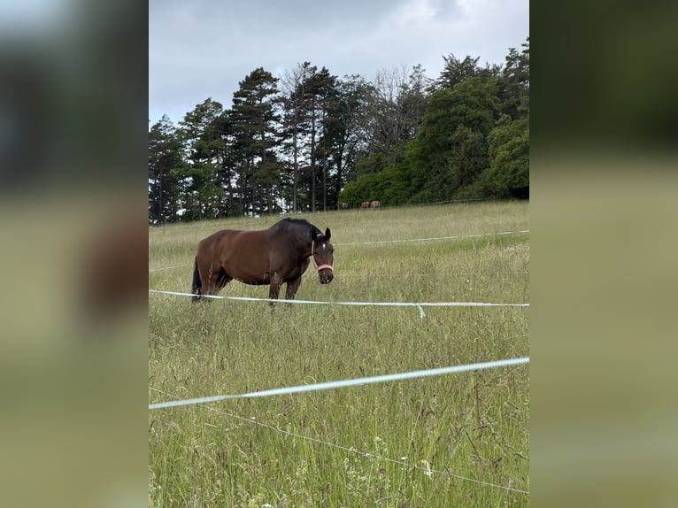 Oldenbourg Jument 10 Ans 170 cm  in Uhlstädt-Kirchhasel