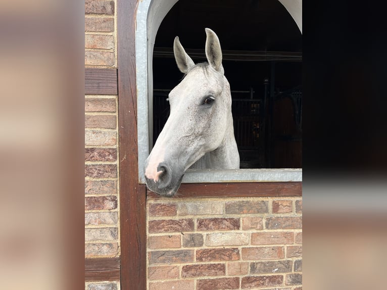 Oldenbourg Jument 10 Ans 170 cm Gris in Bovenau