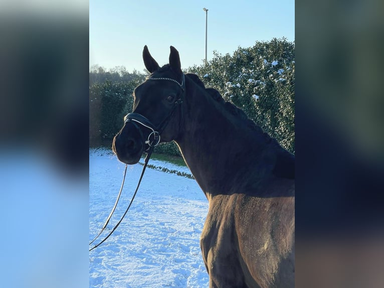 Oldenbourg Jument 10 Ans 170 cm Noir in Schwanewede