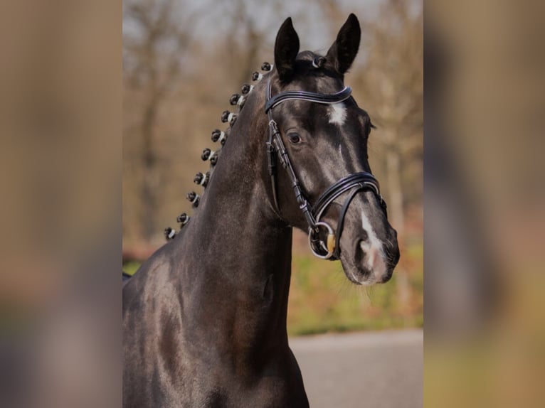 Oldenbourg Jument 10 Ans 170 cm Noir in Coburg