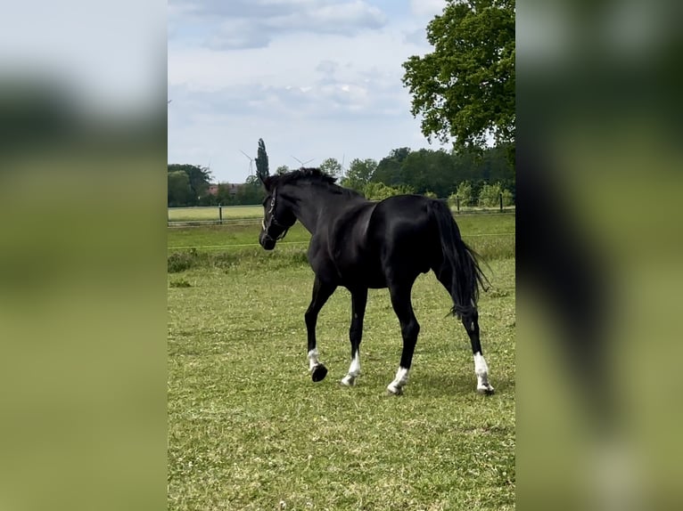 Oldenbourg Jument 10 Ans 170 cm Noir in Vechta Oldenbourg Jument 10 Ans 170 cm Noir in Vechta