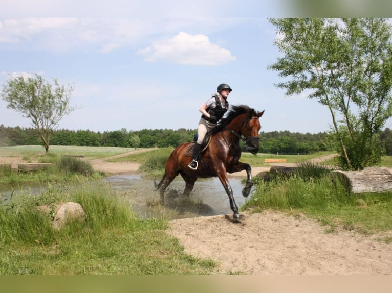 Oldenbourg Jument 10 Ans 171 cm Bai in Papenburg