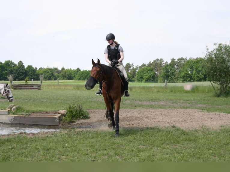 Oldenbourg Jument 10 Ans 171 cm Bai in Papenburg