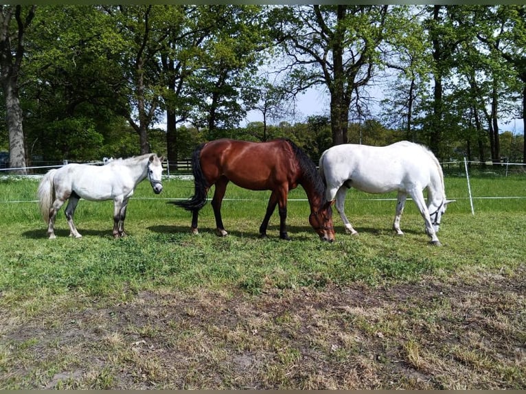 Oldenbourg Jument 10 Ans 171 cm Bai in Papenburg