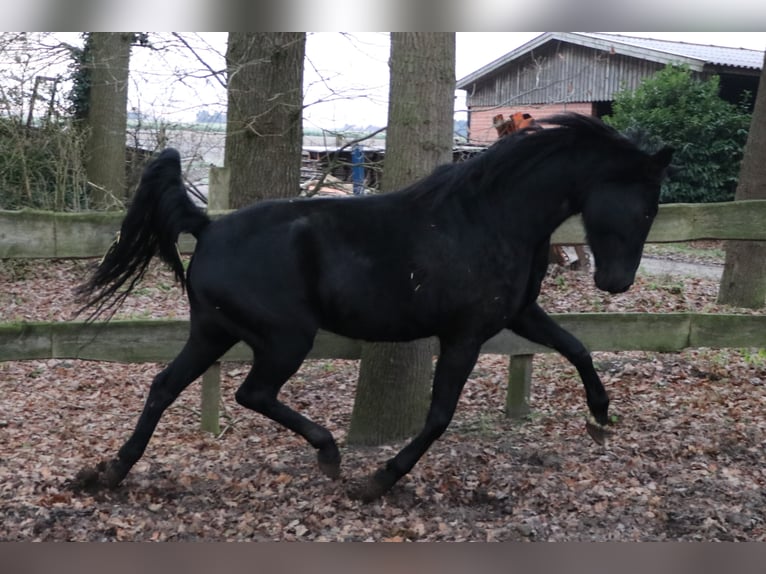 Oldenbourg Jument 10 Ans 171 cm Noir in K&#xF6;nigheim