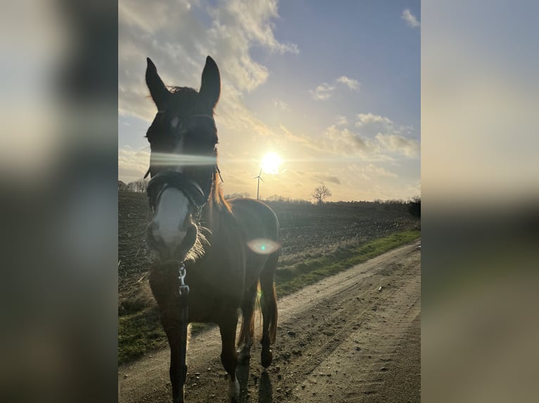 Oldenbourg Jument 10 Ans 172 cm Alezan in Meyenburg