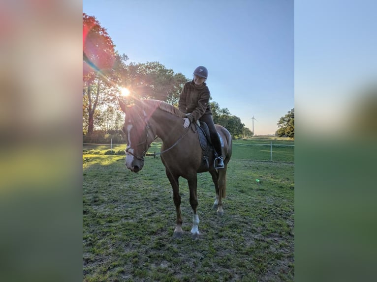 Oldenbourg Jument 10 Ans 172 cm Alezan in Meyenburg